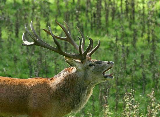 Red Deer <i>Cervus elaphus</i>